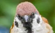 クンズホ・グレツ