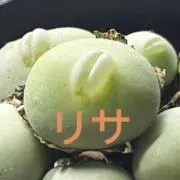 リサの画像