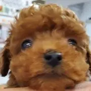 ヨンヨンの画像