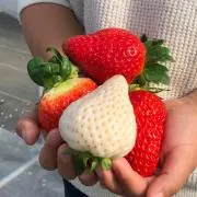 berry