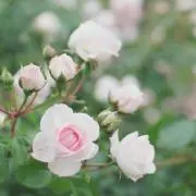 おまめ（プロフィールをご覧ください）の画像