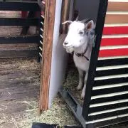 ちゃんこ