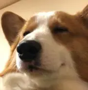 パル