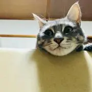 みつ