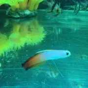 だったー◎プロフ必読.*・゜
