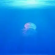 み~み~
