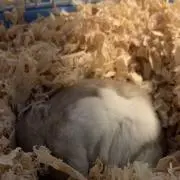 えるぼーの画像