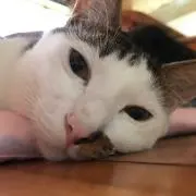 こけちゃん ！プロフ確認の上ご購入下さいの画像