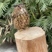 そらの画像