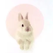 うさまるの画像