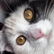 ミケ猫の画像
