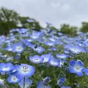 さくさくの画像