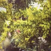 renの画像