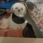 メリーの画像
