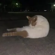 クレアの画像