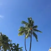 ファンスターの画像