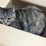ちょこぽ