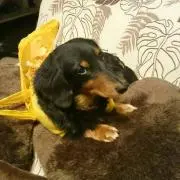 ひとごん