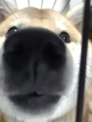 はちみつの画像