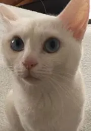 ミッキの画像