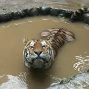 タピおか