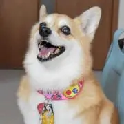 cocoの画像