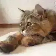 Anzuの画像