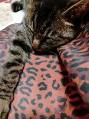 リーナ