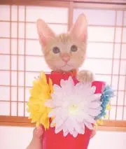 だだんだん
