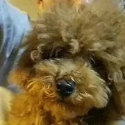 きぃちゃんの画像