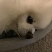 comomo mama