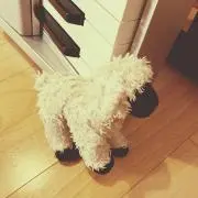 Susumiの画像
