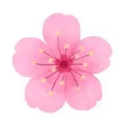 sakuraの画像