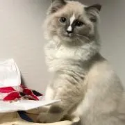 プリメーラ