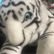 トム