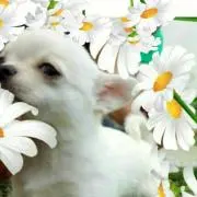 ミルル♪