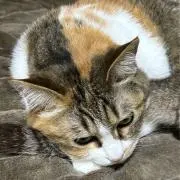 ころぬの画像