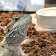 *ファルナ