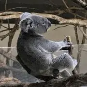 ちゃんこの画像