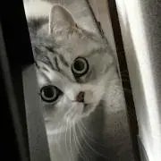 ペコママの画像