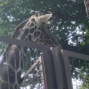 ドラカエル