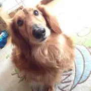 ショコラ