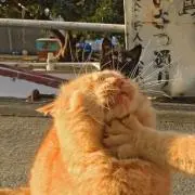 ppの画像