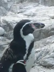 Tomokoの画像