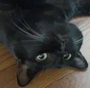 kumakakakaの画像