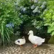 Chiccaの画像