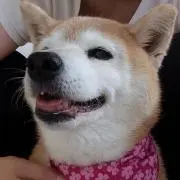 みーの画像