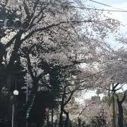 アジサイの画像