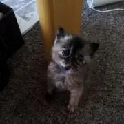 まりまりの画像