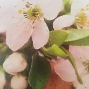 kaiの画像